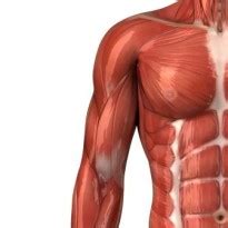 upper arm muscles pain