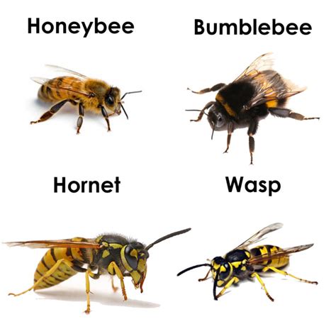 Hornet Vs Wasp Idistracted