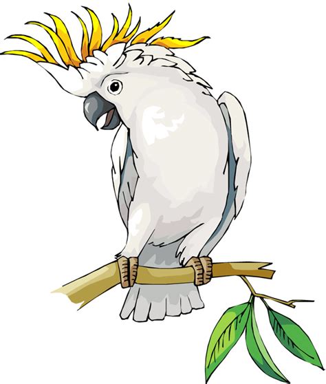 Cockatoo Clipart 20 Free Cliparts Download Images On Clipground 2021