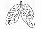 Lungs Respiratory Lung sketch template