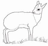 Dik Antelope Coloring Pages Drawing sketch template