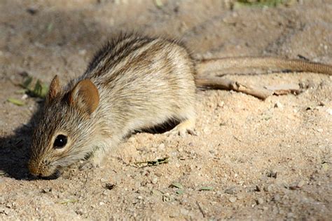 shadowmouse southafricasacoza