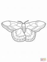Moth Mariposa Seda Supercoloring Rothschilds Mariposas Desde sketch template