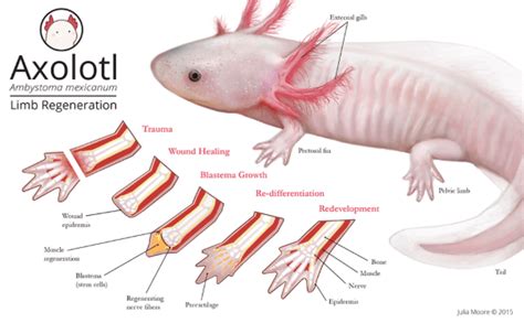 axolotl genetic literacy project