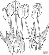 Coloring Pages Tulips Tulip Flower Seven Printable Dibujo Flowers Color Outline Para Tulipanes Colorear Flores Drawing Print Drawings Supercoloring Pintura sketch template