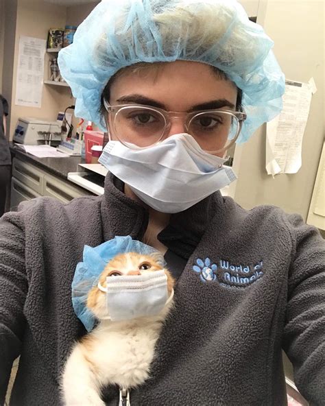 vets mew surgical assistant