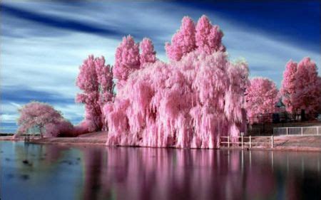 boden colourmehappy pink trees nature photography beautiful nature