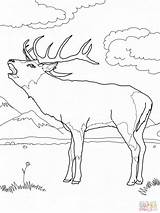 Coloring Deer Elk Pages Red Color Printable Bull Print Mule European Moose sketch template