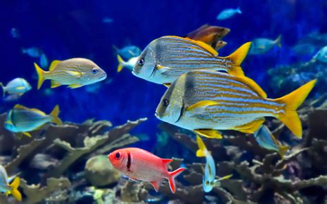 banco de imagenes gratis peces de colores en las aguas cristalinas images