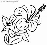 Coloriage Fleur Hibiscus Exotique Imprimer Colorier Dessiner Disimpan Supercoloriage Aiment Couleurs sketch template