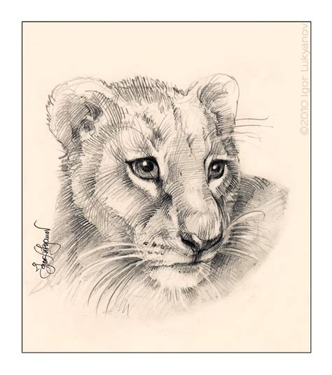 lion cub drawing easy  getdrawings
