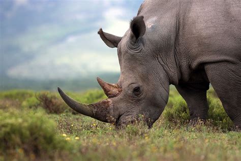 species  rhinos worldatlas