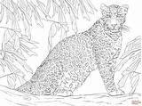 Leopard Coloring Printable Tree Pages Sitting Colorear Para Leopardo Dibujos Colouring Dibujo Un Supercoloring Leopards Crafts Imprimir Drawing Trending Days sketch template