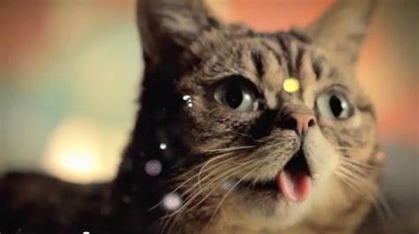 lil bub birthday perma kitten turns 2 in adorable video