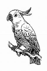 Cockatoo Coloring Pages Bird Zentangle Parrots Getdrawings Popular Clker Large Edupics Printable sketch template