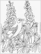 Coloring Pages Realistic Adults Template Robin Adult Bird Printable Color Bluebonnet Print Incredible Getcolorings Bir sketch template