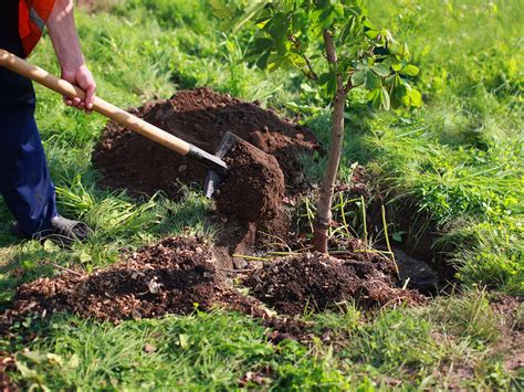 jigawa plants  trees  tackle desertification official