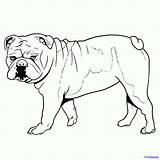 Bulldog Draw Drawing Bulldogs English Dog Coloring Line Step Sketch Dragoart Cartoon Funny Cute sketch template