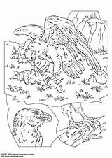 Arend Adler Vogels Vogel Colorare Aquila Ausmalbilder Coloriage Disegno Aigle Ausmalbild Printen Schulbilder Abbildung Herunterladen Große Stemmen Ausdrucken Kleuren Téléchargez sketch template