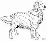 Coloring Pages Lab Yellow Dog Printable Labrador Retriever Golden Getdrawings sketch template