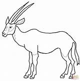 Oryx Coloring Springbok Arabian Pages Printable Drawing Kids Antelope Gemsbok Color Print Dot Animals Paper sketch template