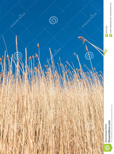 Yellow Reeds Against A Blue Sky Stock Image Image Of