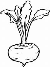 Beet Coloring Turnip Beetroot Lettuce sketch template