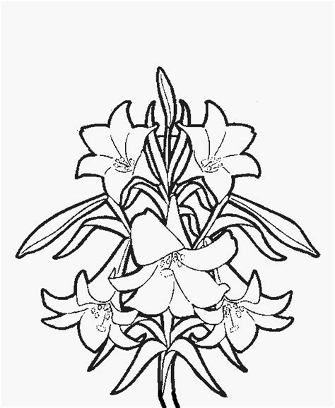 lily flower coloring pages flower coloring page