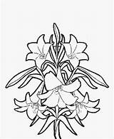 Lily Coloring Pages Flower Easter Flowers Lilies Color Pattern Printables Lillies sketch template