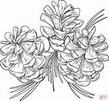 Coloring Pine Cones Pages Printable Supercoloring Drawing Categories sketch template