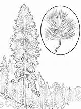 Pine Coloring Tree Pages Ponderosa Printable Trees Realistic Color Drawing Template Supercoloring Designlooter Recommended Sosna Comments Coloringtop 1020 99kb 1440px sketch template