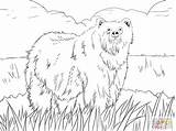 Ox Coloring Pages Musk Drawing Getdrawings sketch template