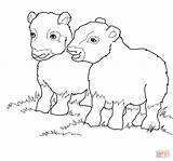 Ox Coloring Musk Pages Muskox Costa Babies Rica Cart Template Drawing sketch template
