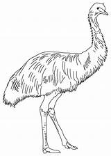 Emu Coloring Pages Australian Animals Feathered Soft Template Outback Kids Birds Printable School Sunday Australia Bestcoloringpages Line Templates Color Print sketch template