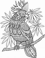 Coloring Adults Book Pages Adult Animal Vector Parrot Cockatoo Illustration Resell Right Zentangle Tattoo sketch template