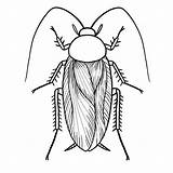 Cockroach Drawing Cockroaches Outline Roaches Cucarachas Ak0 Ashes Clipartmag sketch template