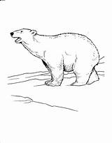 Polar Bear Coloring Pages Arctic Printable Kids Coloring4free Roaring Animals Bestcoloringpagesforkids Popular Tundra Realistic Snow sketch template