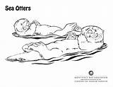 Otter Sea Coloring Pages Printable Otters Stencil Designlooter 57kb 610px Draw Color sketch template