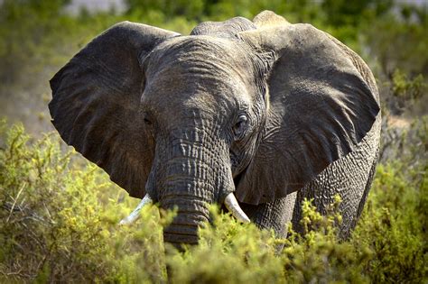 namibia oktober  damaraland wuesten elefant foto bild tiere