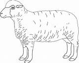 Sheep Outline Coloring Pages Drawing Feed Getdrawings Print Coloringhome sketch template