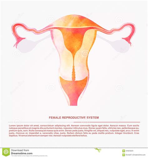 Vector Illustration Of Women S Sexual Reproductive Organ Stock Vector