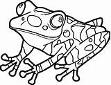 Clipartmag Frogs Wecoloringpage sketch template