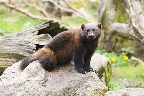 federal agency declares   wolverines healthy wyoming public media