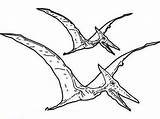 Coloring Pteranodon sketch template