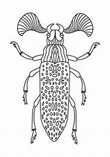 Beetle Fanous sketch template