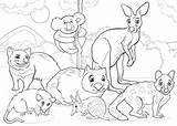 Coloring Marsupials Animals Premium Cartoon Vector sketch template
