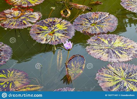 Nymphea Tanzanite Water Lilies Floating On Surface Of The Water In A