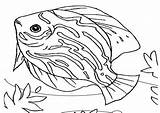 Fish Coloring Pages Saltwater Beautiful Sea Getdrawings Drawing Animals Colored Getcolorings Animal sketch template