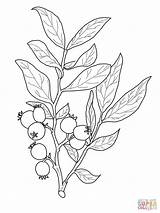 Huckleberry Coloring Branch Pages Fruit Drawing Printable Drawings Flower Line Plant Google Cherry Fruits sketch template