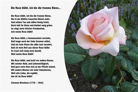 Gedicht Rose Kurz